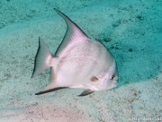 Fledermausfisch