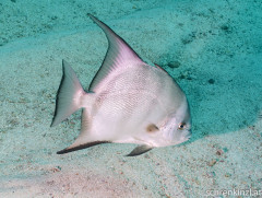 Fledermausfisch