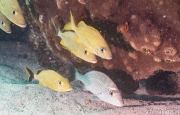 Haemulon plumierii