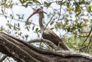 Schneesichler (Eudocimus albus)