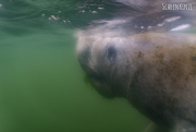 Rundschwanzseekuh/Manatee (Trichechidae)