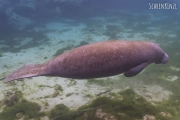 Rundschwanzseekuh/Manatee (Trichechidae)