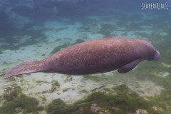 Rundschwanzseekuh/Manatee (Trichechidae)