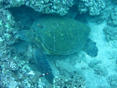 Maui - Tauchen Maui Diamond