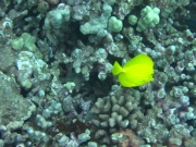 Maui - Tauchen Maui Diamond