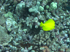 Maui - Tauchen Maui Diamond