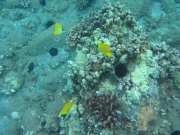 Maui - Tauchen Maui Diamond