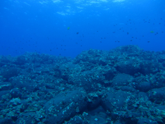 Big Island - Tauchen