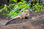 Oahu - Indian Mongoose