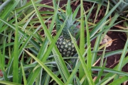 Oahu - Ananas