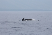 Maui - Whalewatching