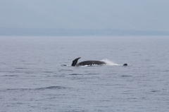 Maui - Whalewatching