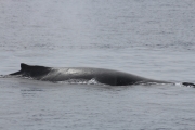 Maui - Whalewatching