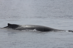 Maui - Whalewatching