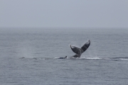 Maui - Whalewatching