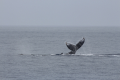 Maui - Whalewatching