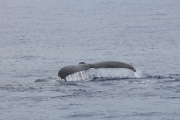 Maui - Whalewatching