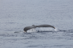 Maui - Whalewatching