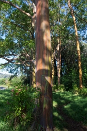 Maui - Regenbogeneukalyptus
