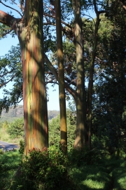 Maui - Regenbogeneukalyptus