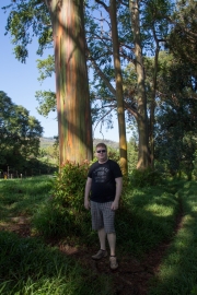 Maui - Regenbogeneukalyptus