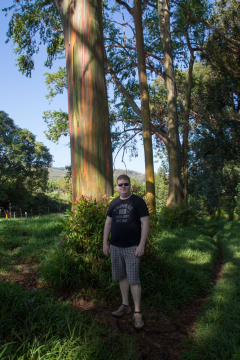 Maui - Regenbogeneukalyptus