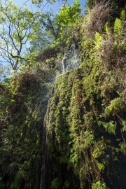 Maui - Road to Hana