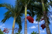 Maui - Waianapanapa State Park