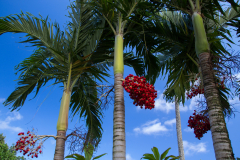Maui - Waianapanapa State Park