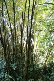 Big Island