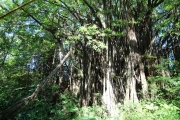 Big Island