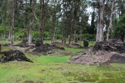 Big Island - Lava Tree Park