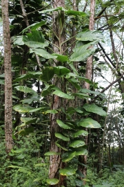 Big Island - Lava Tree Park