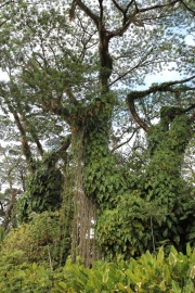 Big Island - Lava Tree Park