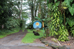 Big Island - Lava Tree Park