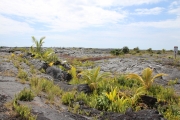 Big Island - Kalapana