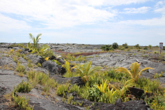 Big Island - Kalapana