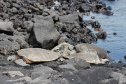 Big Island