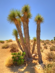 Joshua Tree National Park