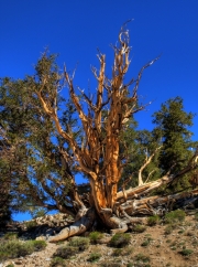 Ancient Bristlecone Pine Forest