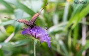 Schmetterling