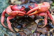 Weihnachtsinsel-Krabbe (Gecarcoidea natalis)