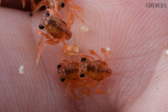 Weihnachtsinsel-Krabbenbabys (Gecarcoidea natalis)