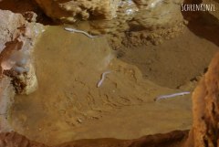 Jama Baredine - Grottenolm (Proteus anguinus)