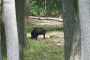 Wildschwein mit Frischlingen
