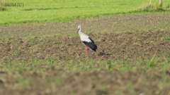 Storch