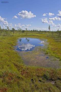 Kemeri Bog Board Walk
