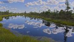 Kemeri Bog Board Walk