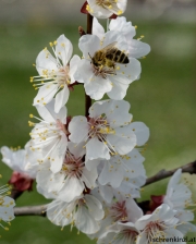 Biene