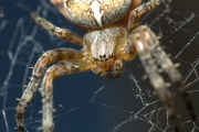 Kreuzspinne